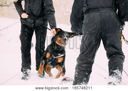 Training Of Purebred Black Rottweiler Metzgerhund Adult Dog. Attack And Defence. Winter Season