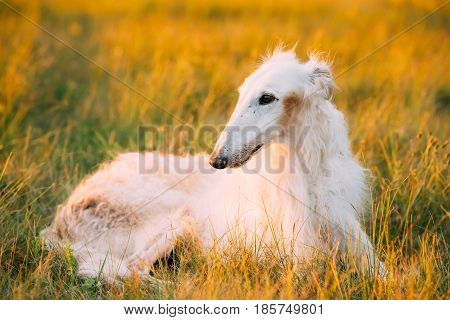 White Gazehound Hunting Dog Sit Outdoor In Summer Meadow Green Grass At Sunset Sunrise.