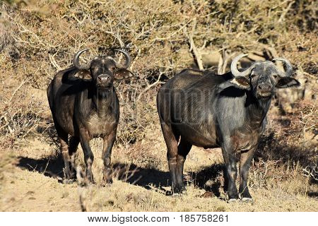 picture of 2 African buffalo on a safari in a private park in South Africa.