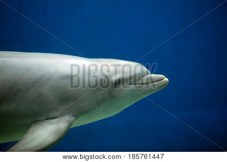 Common Bottlenose Dolphin - Tursiops Truncatus