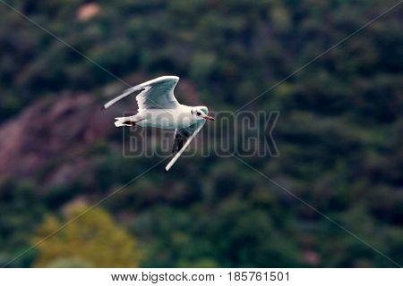 Common Gull - Larus Canus