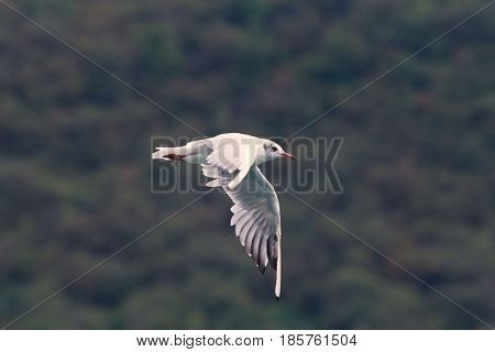 Common Gull - Larus Canus