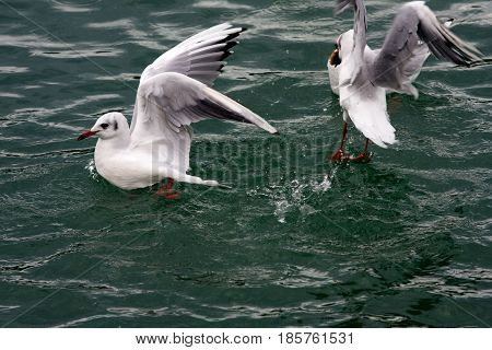 Common Gull - Larus Canus