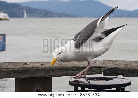 Common Gull - Larus Canus