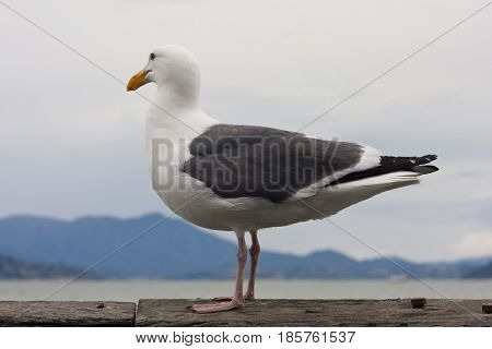 Common Gull - Larus Canus