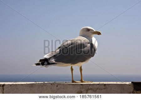 Common Gull - Larus Canus
