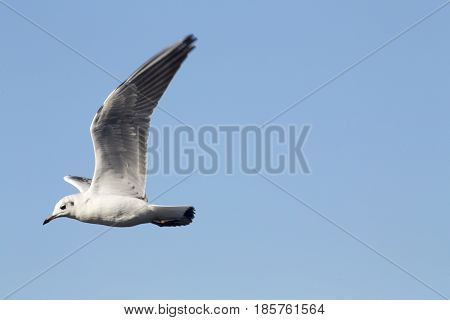 Common Gull - Larus Canus