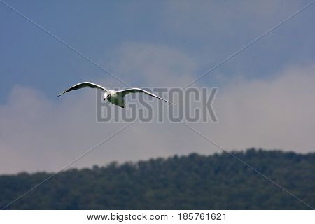 Common Gull - Larus Canus