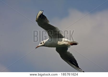 Common Gull - Larus Canus