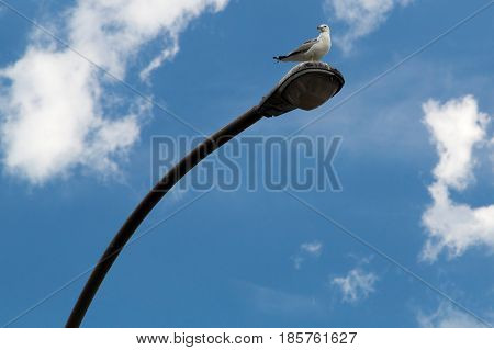 Common Gull - Larus Canus