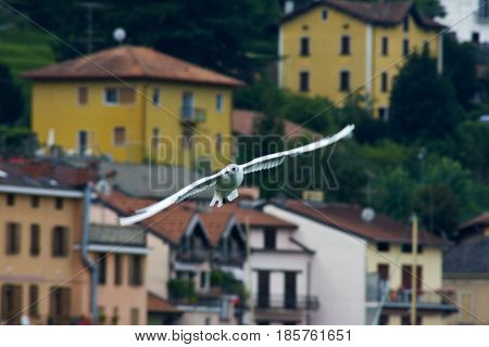 Common Gull - Larus Canus