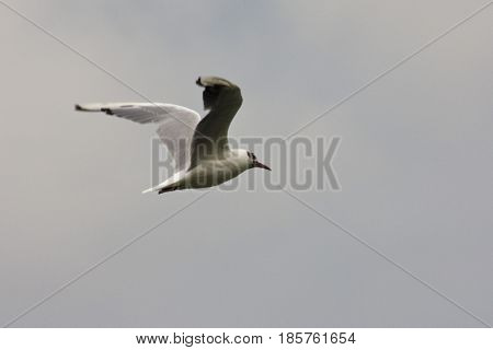 Common Gull - Larus Canus