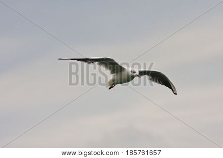 Common Gull - Larus Canus