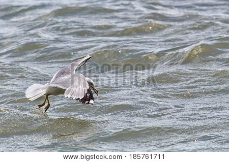Common Gull - Larus Canus