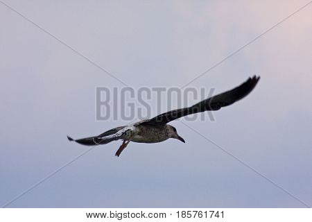 Common Gull - Larus Canus