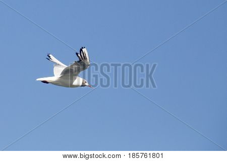 Common Gull - Larus Canus