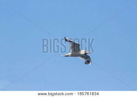 Common Gull - Larus Canus