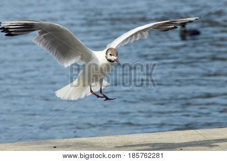 Common Gull - Larus Canus