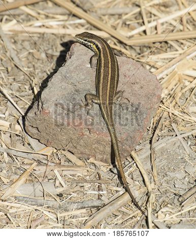 Blue-tailed Skink Lizard On A Rock