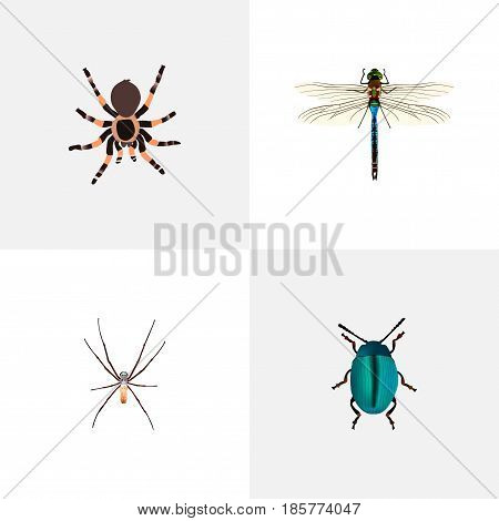 Realistic Tarantula, Bug, Damselfly And Other Vector Elements. Set Of Hexapod Realistic Symbols Also Includes Bug, Insect, Arachnid Objects.