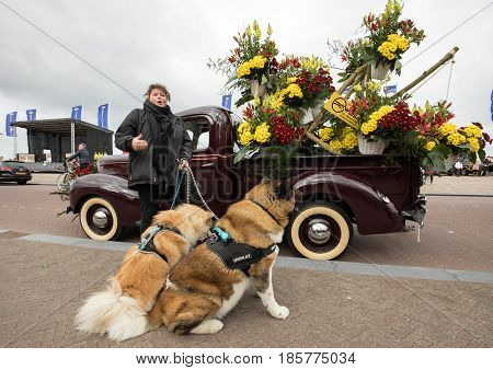 NOORDWIJK NETHERLANDS - 22 APRIL 2017: the traditional flowers parade Bloemencorso from Noordwijk to Haarlem in the Netherlands.