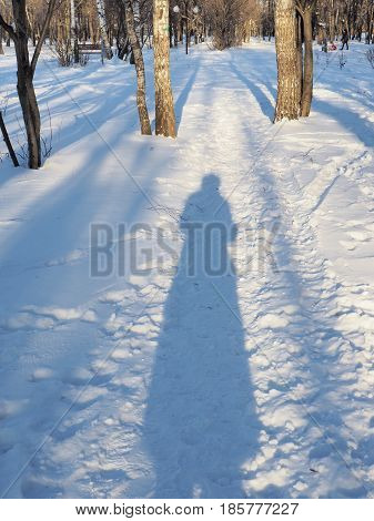 The shadow of the photographer on a forest trail in Sunny winter day