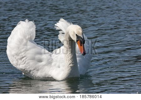 Mute Swan (cygnus Olor)