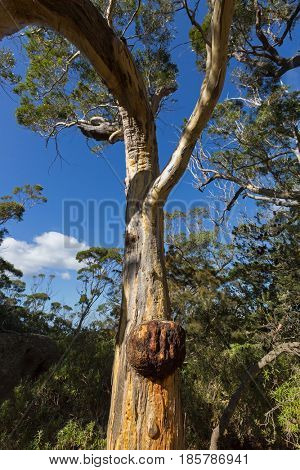 Large Burl also called burr forming on Eucalyptus gum tree trunk growing on Wineglass Bay lookout trail in Freycinet National Park, Tasmania island, Australia