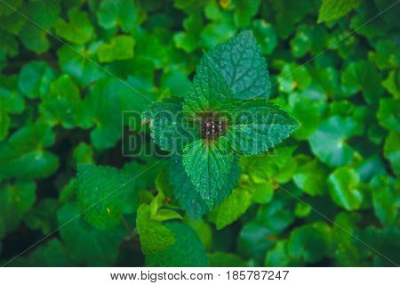 Nettle at darkness in the evening. Urtica.