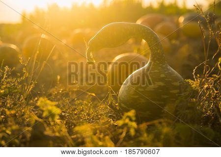 Strange watermelon or pumpkin harvest at autumn in backlight