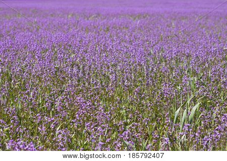 field with purple flowers with blurred background