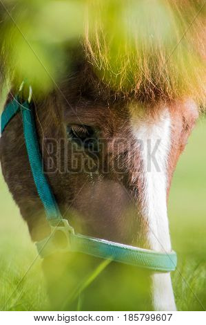 Horse portrait brown and white fur eyes with green foreground