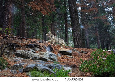 Spotted in Yosemite National park in February. Coyote - Canis latrans is a canid native to North America. It is smaller than its close relative, the gray wolf.