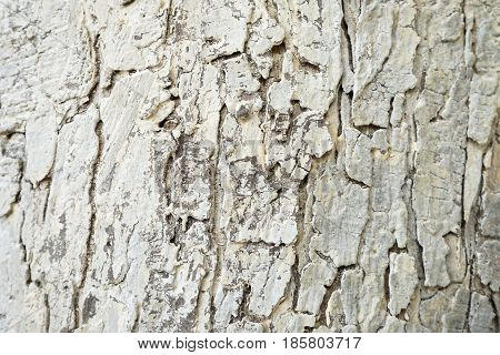 Tree bark abstract texture background close up detail