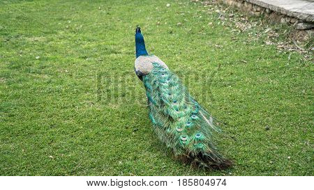 Istanbul, Turkey - March 2, 2017:  A peacock walking in the gardens of Adile Sultan palace in Istanbul