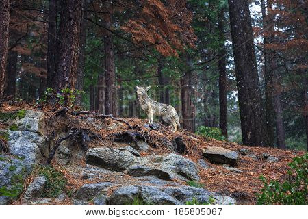 Spotted in Yosemite National park in February. Coyote - Canis latrans is a canid native to North America. It is smaller than its close relative, the gray wolf.