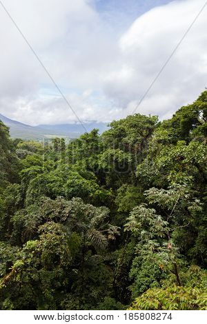 Lush rainforest canopy view at La Fortuna Costa Rica