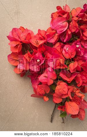 Bougainvillea flower. Bloom pink bougainvillea on old concrete background