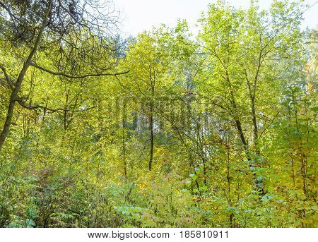 Autumn Early autumn Forest Grove Leaves Leaves of the trees Rays of sunlight Sunlight Sunlight in the branches Trees