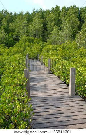 Wooden bridge at Tung Prong ThongGolden Mangrove FieldPra Sae Rayong Thailand.