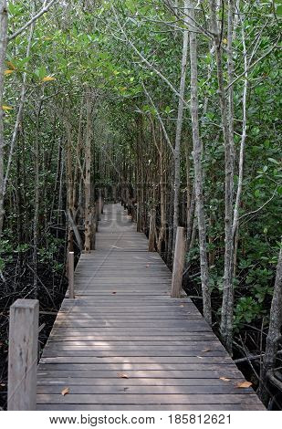 Wooden bridge Golden Mangrove FieldPra Sae Rayong Thailand.