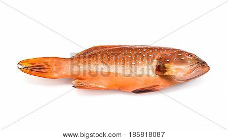 fresh coral trout or coral grouper fish isolated on white background