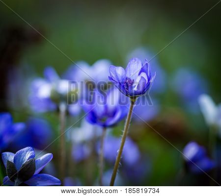 Blue Liverworts Flowers In Close Up
