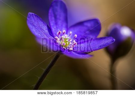 Blue Liverworts Flowers In Close Up