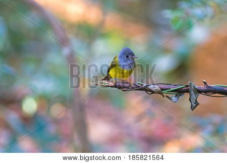 Lovely bird Grey-headed Canary-flycatcher or Grey-headed Flycatcher (Culicicapa ceylonensis) is a species of small flycatcher-like bird found in tropical Asia on branch