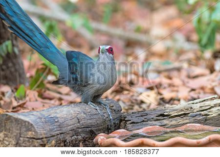Beautiful of Green billed Malkoha (Phaenicophaeus tristis) great of cuckoo bird drinking water on tub