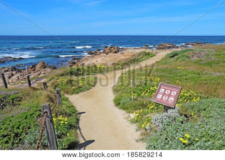 PACIFIC GROVE CALIFORNIA - MARCH 17 2017: Walkway sign surf rocks and early spring wildflowers of the park at Asilomar State Beach on the Monterey Peninsula.
