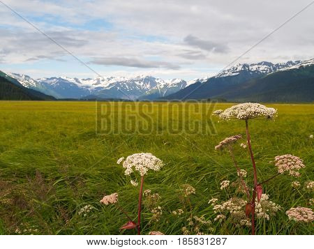 Lush green vegetation beyond white wildflowers of wetland surrounded by distant snow covered mountains Alaska.