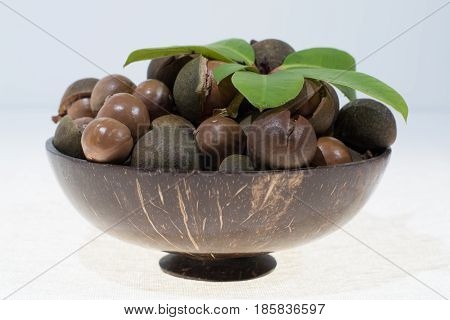 Macadamia nuts in shell new harvest close up on white background