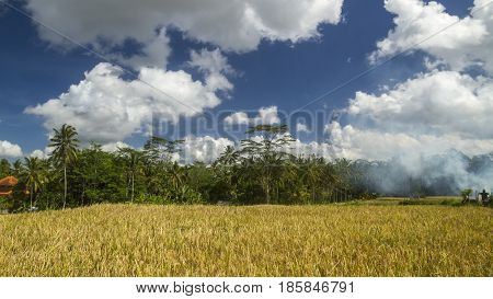 View of rice fields in Bali during a hot spring and cloudy day near Ubud during cyclo tour in balinese surroundings
